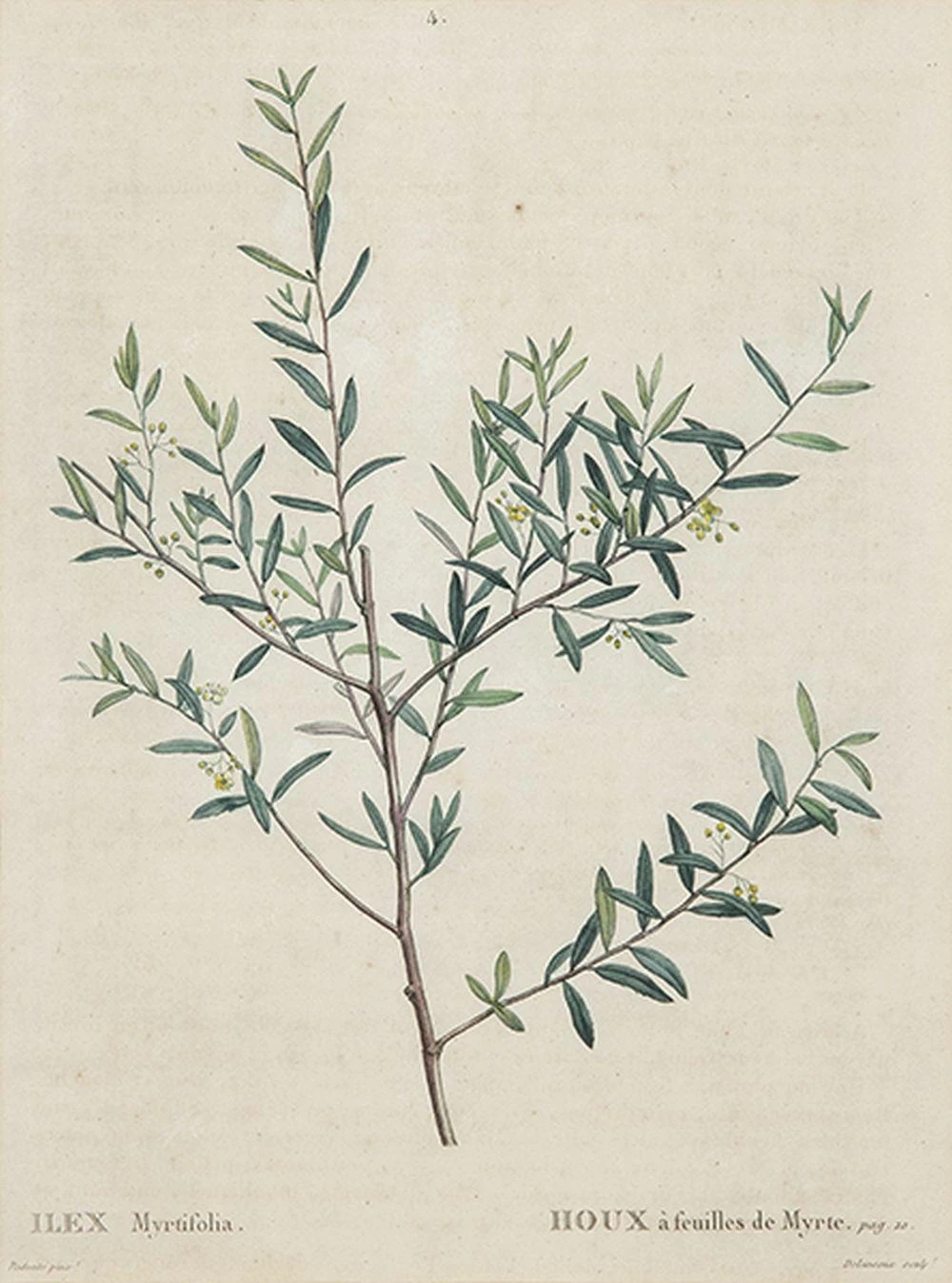Ilex Myrtifolia